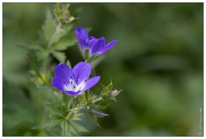 20170625-50 1839-geranium des pres