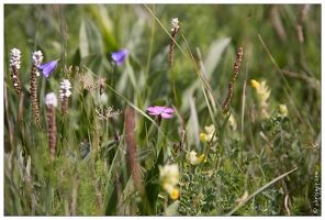 20170627-06 2370-prairie fleurie