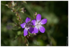 20170627-15 2387-geranium des bois