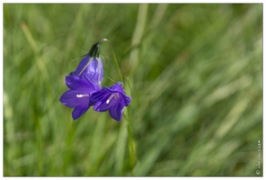 20170627-52 2345-campanule rhomboidale a feuille en losange