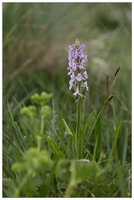 20170627-71 2632-orchis moucheron