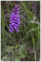 20170629-10 2693-Dactylorhiza de fuchs