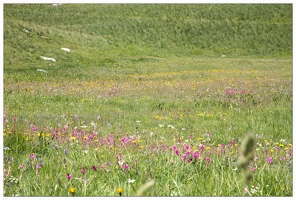 20170630-02 2889-Col de Larche prairie