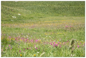 20170630-02 2889-Col de Larche prairie