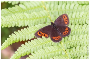 20170711-3129-Papillon a Machey grand negre hongrois ou moire blanc fascie