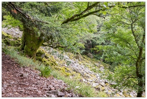 20170711-10 3109-Tourbiere de machais arbre et pierrier