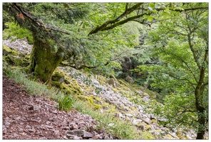 20170711-10 3109-Tourbiere de machais arbre et pierrier