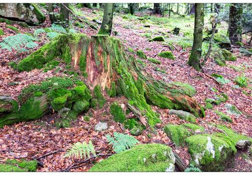 20170711-15 3118-Tourbiere de machais foret