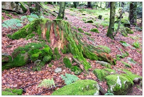 20170711-15 3118-Tourbiere de machais foret