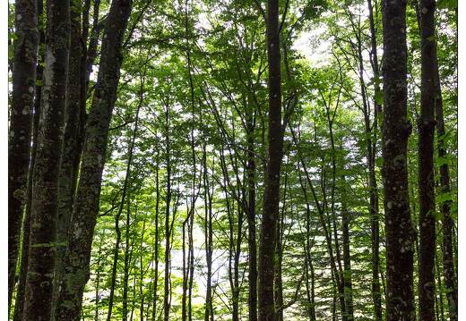 20170711-17 3125-Tourbiere de machais