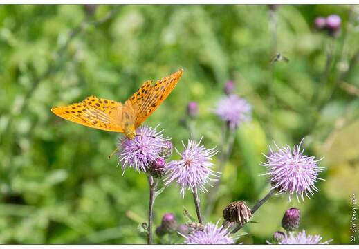 20170713-06 3156-Papillon Tabac d espagne