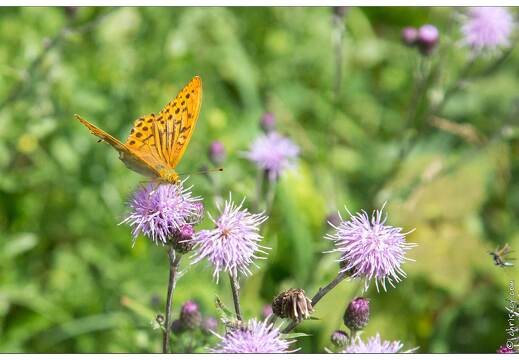 20170713-07 3157-Papillon Tabac d espagne