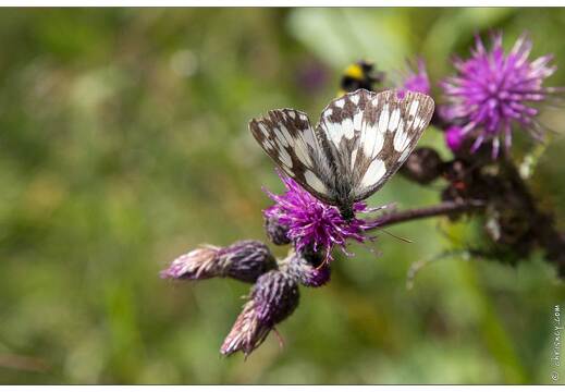 20170713-09 3187-Papillon Demi Deuil