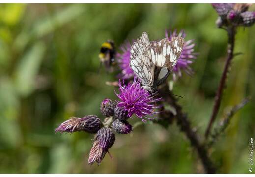 20170713-08 3186-Papillon Demi Deuil