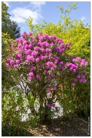 20180504-6899-Rhododendron
