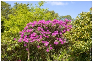 20180504-6901-Rhododendron