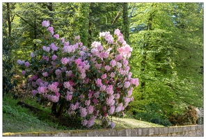 20180504-6906-Rhododendron