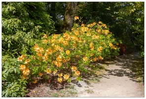 20180504-6912-Rhododendron