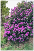 20180516-003 1894-Rhododendron