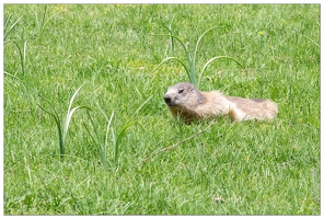 20180622-043 0852-Ossoue marmotte