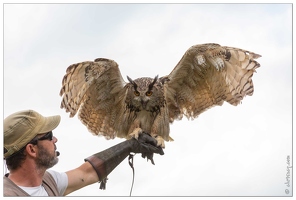 20180629-061 1680-Hibou Grand Duc Beaucens Donjon des aigles