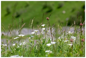 20180617-9943-Fleurs Luz Ardiden