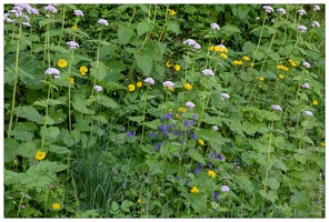 20180617-9945-Fleurs Luz Ardiden