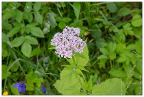 20180617-9947-Valeriane des Pyrenees Luz Ardiden