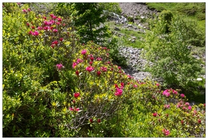 20180618-0263-Rhododendrons route de Troumouse
