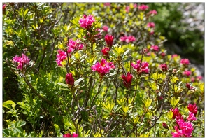 20180618-0264-Rhododendrons route de Troumouse