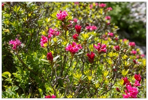 20180618-0264-Rhododendrons route de Troumouse