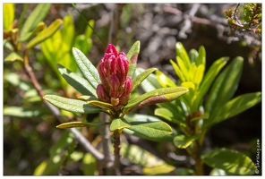 20180618-0269-Rhododendrons route de Troumouse