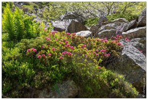20180618-0270-Rhododendrons route de Troumouse