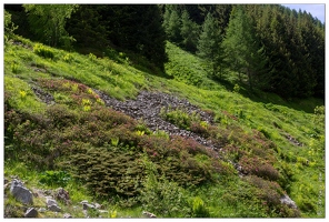 20180618-0271-Rhododendrons route de Troumouse