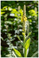 20180624-1020-Bouillon blanc Au lac d Estaing