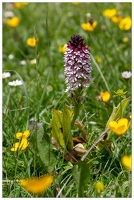 20180624-1036-Orchis pourpre Au lac d Estaing