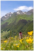 20180624-1039-Orchis pourpre Au lac d Estaing