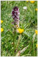 20180624-1040-Orchis pourpre Au lac d Estaing