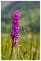 20180624-1044-Orchis alpestre Au lac d Estaing