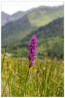 20180624-1045-Orchis alpestre Au lac d Estaing