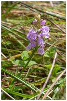 20180624-1046-Orchidee sauvage Au lac d Estaing