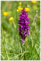 20180624-1052-Orchis de mai peut etre Au lac d Estaing