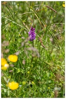 20180624-1053-Orchidee sauvage Au lac d Estaing