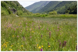 20180624-1054-Prairie Au lac d Estaing