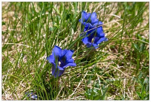 20180625-1116-Gentiane Alpine Boucharo Les Especieres