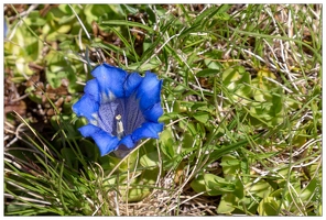 20180625-1125-Gentiane Alpine Boucharo Les Especieres