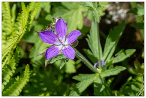 20180626-1248-Geranium des pres Au lac de Gaube