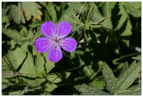 20180626-1249-Geranium des pres Au lac de Gaube