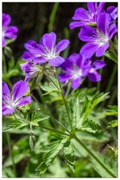 20180626-1250-Geranium des pres Au lac de Gaube