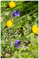 20180626-1252-Polygale alpestre Au lac de Gaube